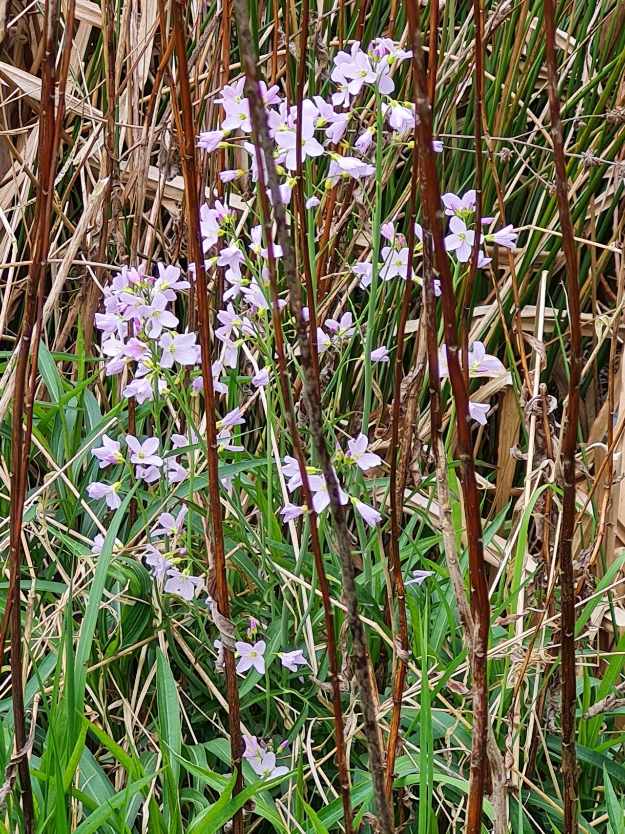 2025-04-25 26 Elmswell.jpg