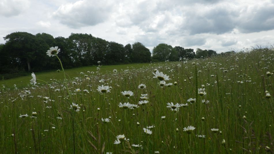 2019-06-04 03 Meadow Flowers.jpg