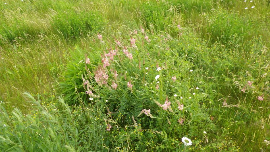 2019-06-04 04 Sainfoin (Onobrychis viciifolia).jpg