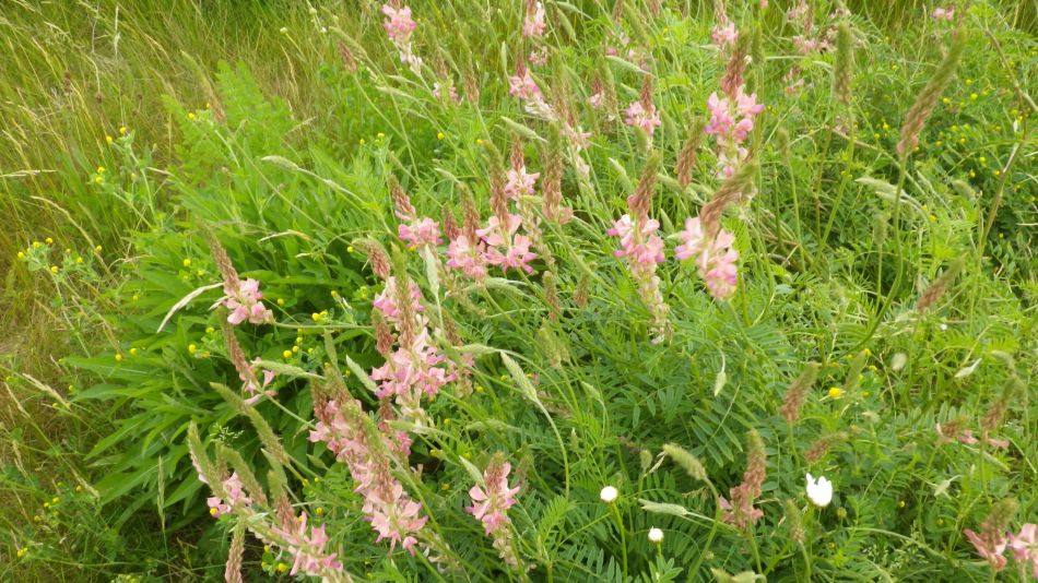 2019-06-04 05 Sainfoin (Onobrychis viciifolia).jpg