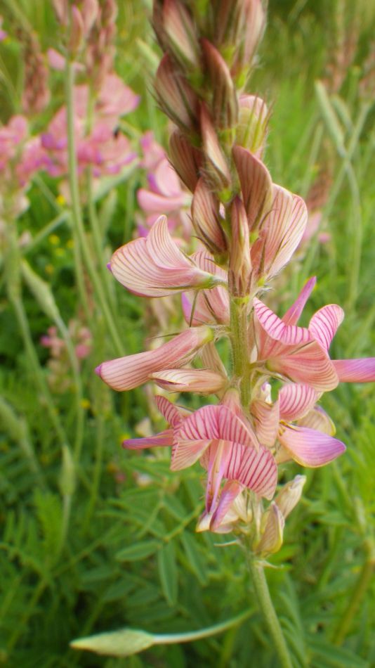 2019-06-04 07 Sainfoin (Onobrychis viciifolia).jpg