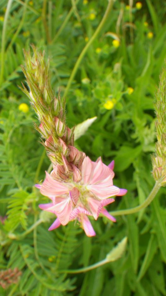 2019-06-04 08 Sainfoin (Onobrychis viciifolia).jpg