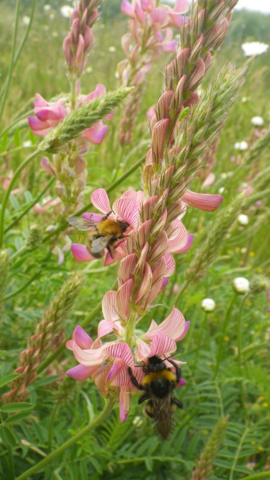 2019-06-04 09 Sainfoin (Onobrychis viciifolia).jpg