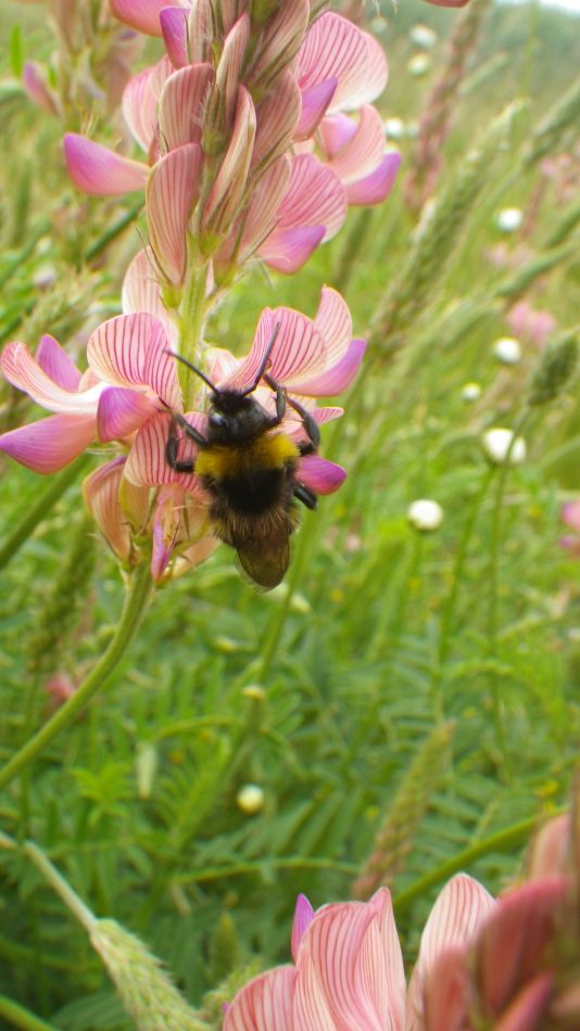 2019-06-04 10 Sainfoin (Onobrychis viciifolia).jpg