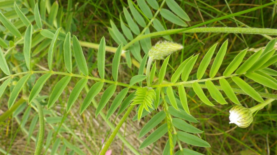 2019-06-04 11 Sainfoin (Onobrychis viciifolia).jpg