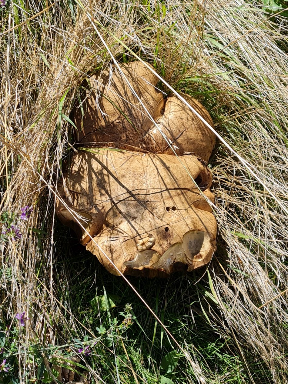 2023-07-26 08 Bracket on a hidden stump.jpg