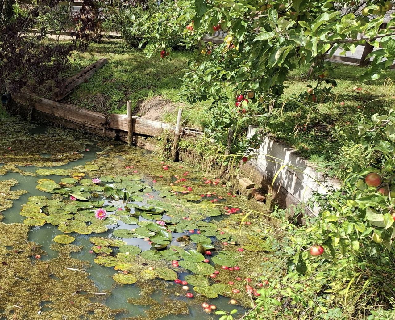 2025-08-31 11 Metfield.jpg