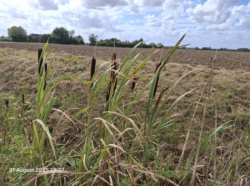 2025-08-31 12 Metfield.jpg