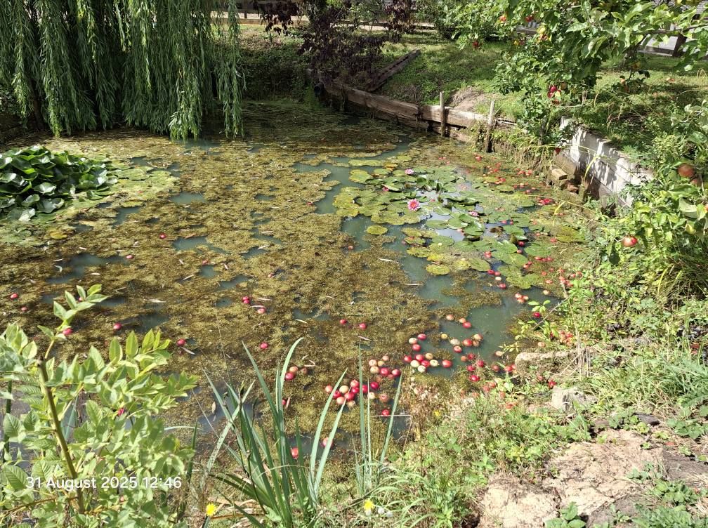 2025-08-31 28 Metfield.jpg