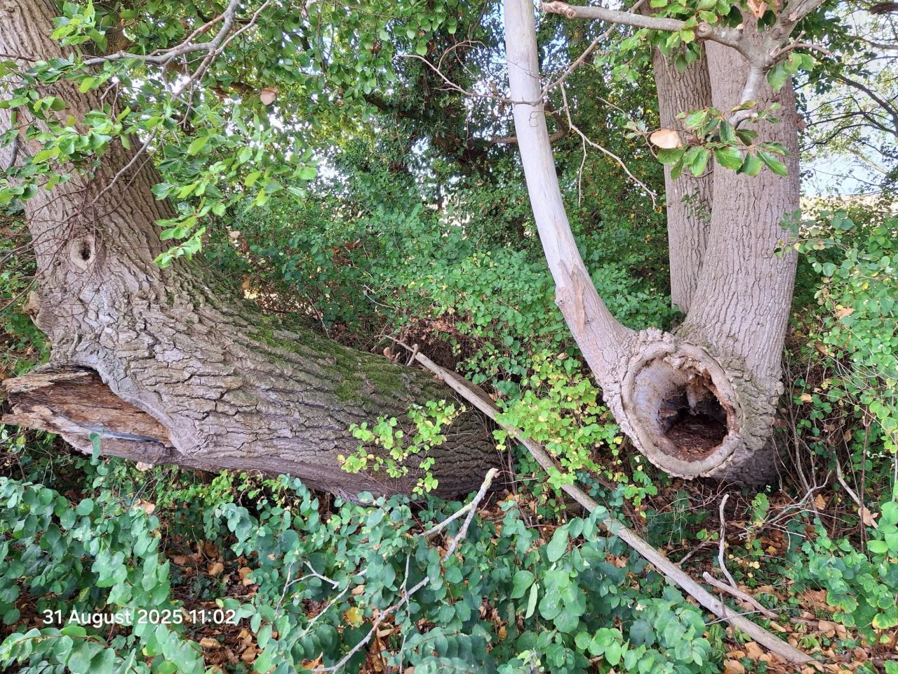 2025-08-31 30 Metfield.jpg