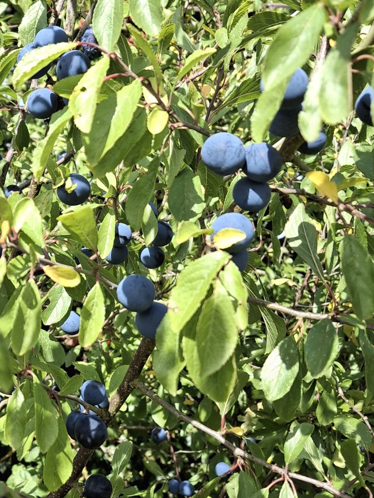 2025-08-31 36 Metfield.jpg