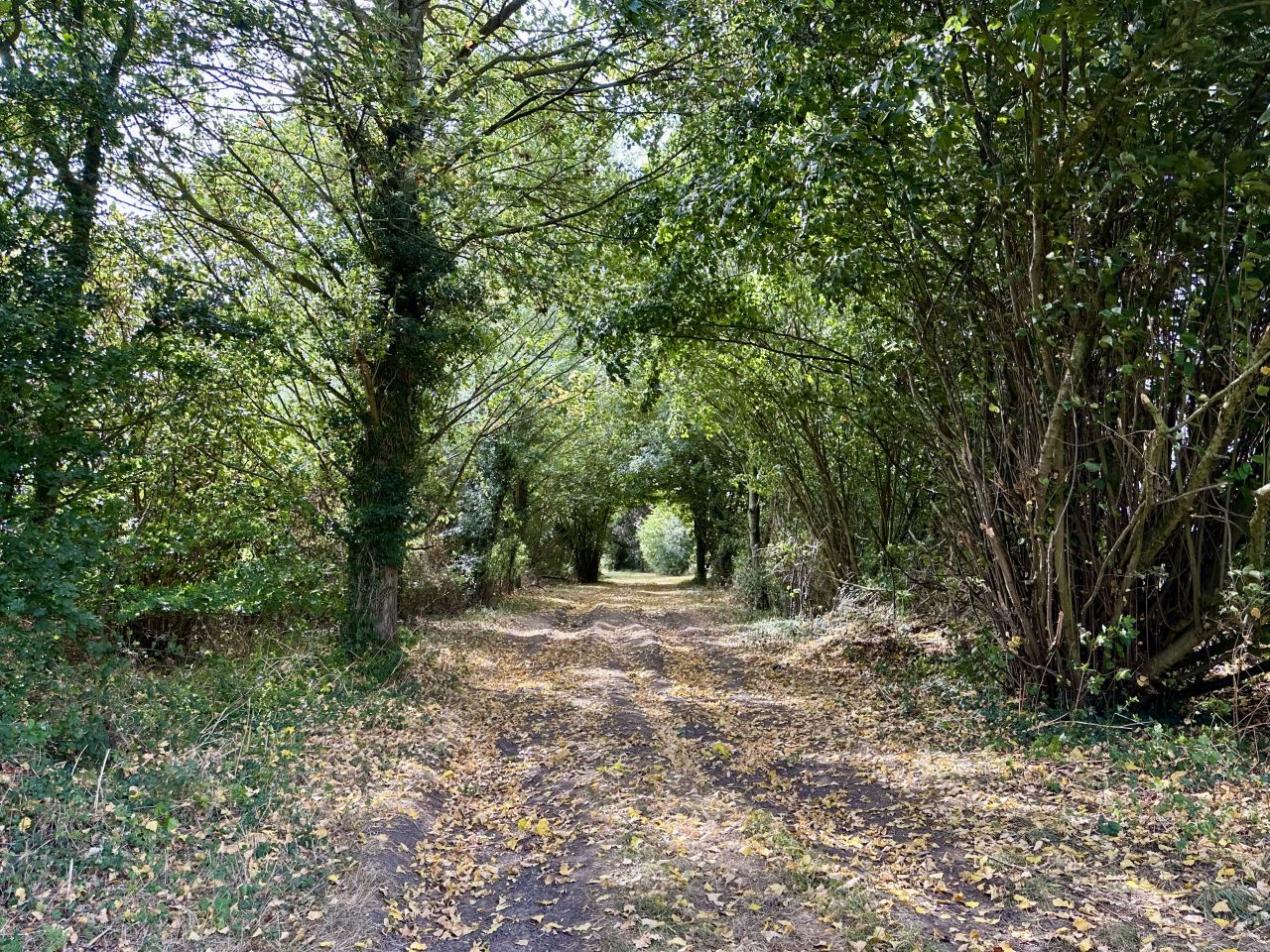 2025-08-31 41 Metfield.jpg