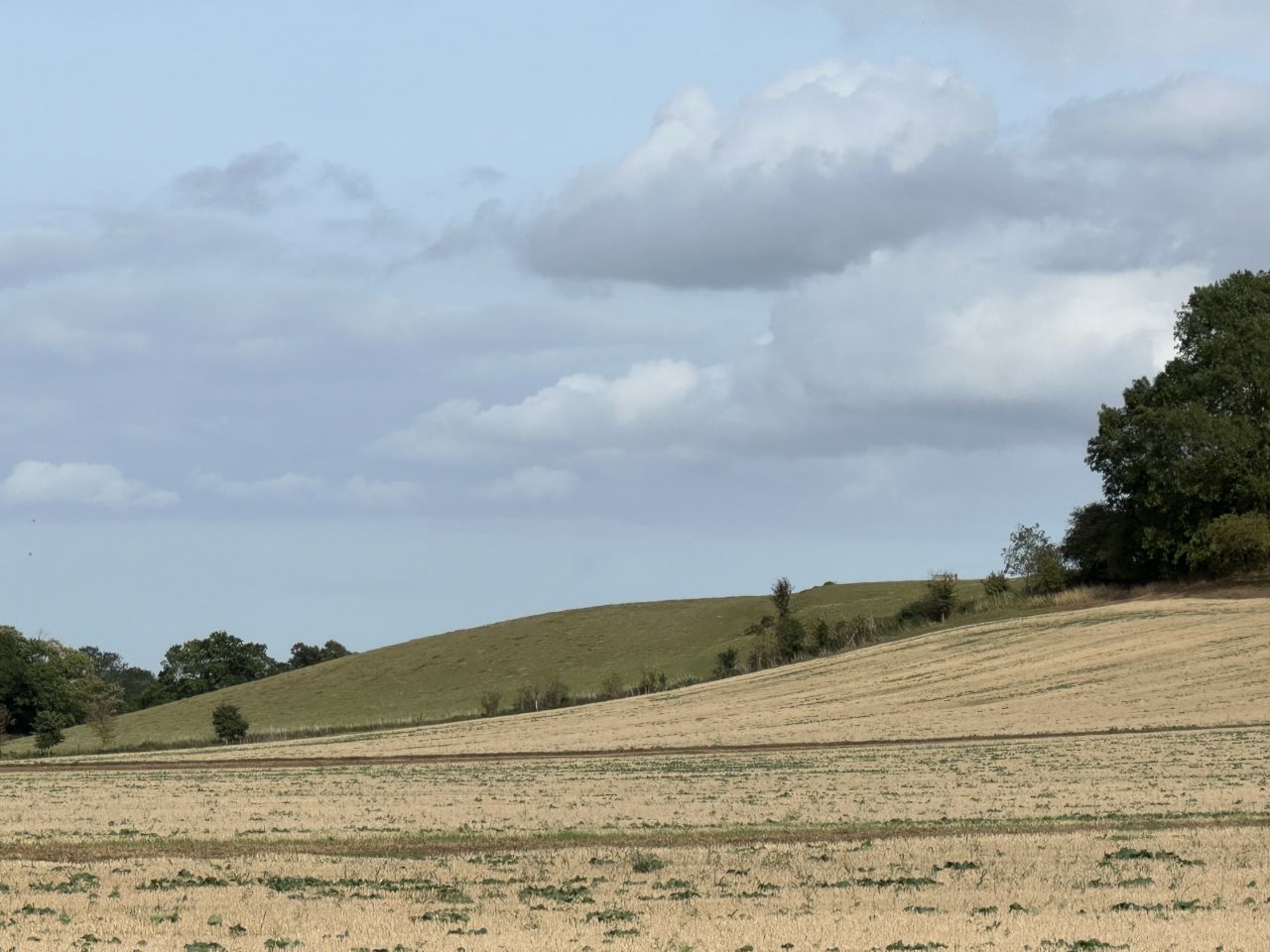 2025-08-31 44 Metfield.jpg