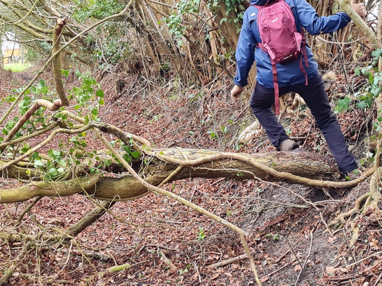 2025-02-23 24 Eye Thorndon Occold.jpg