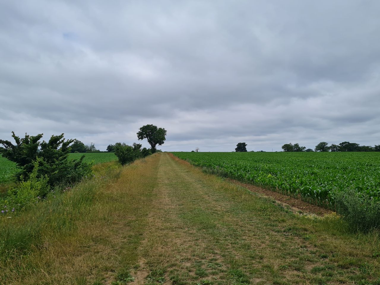 2025-06-24 27 Wyverstone and Westhorpe.jpg