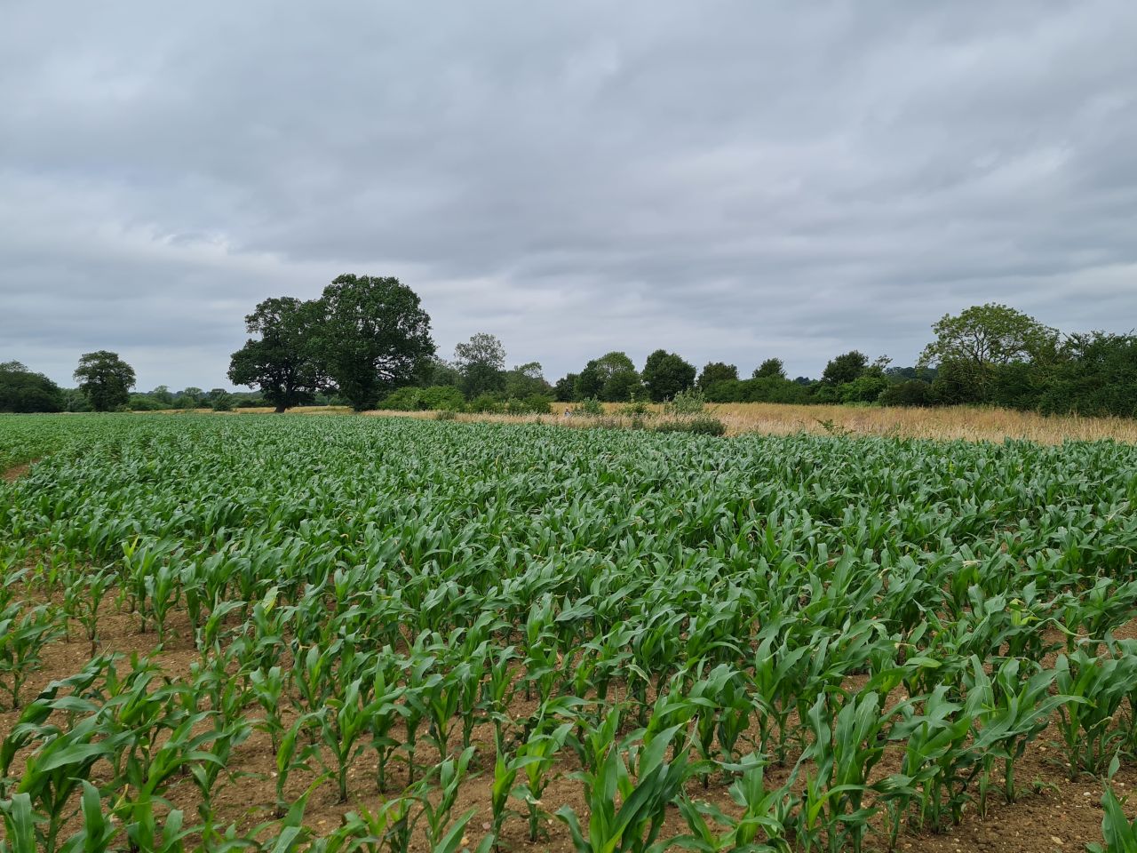 2025-06-24 28 Wyverstone and Westhorpe.jpg