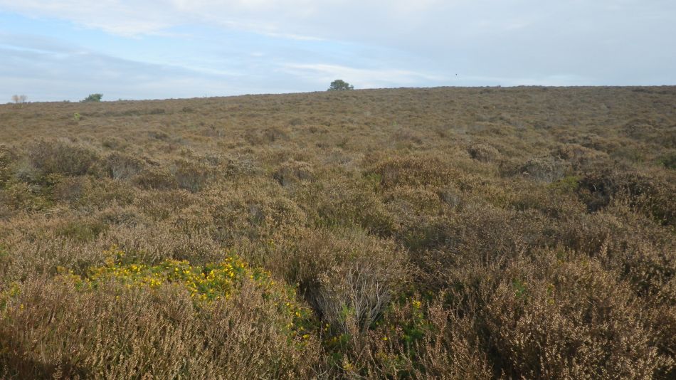 2020-10-12 12 Sizewell and Minsmere.jpg