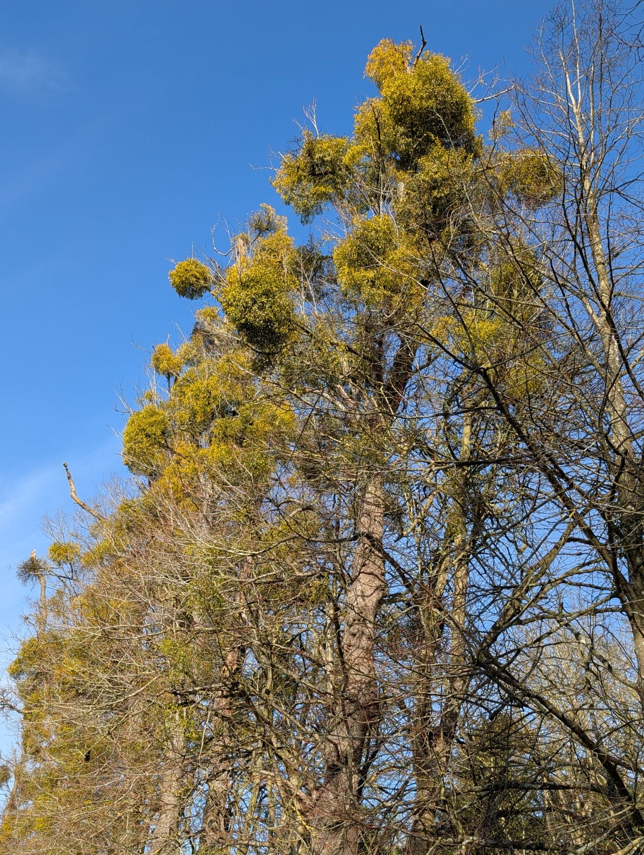 2026-03-02 33 Lavenham and Long Melford.jpg