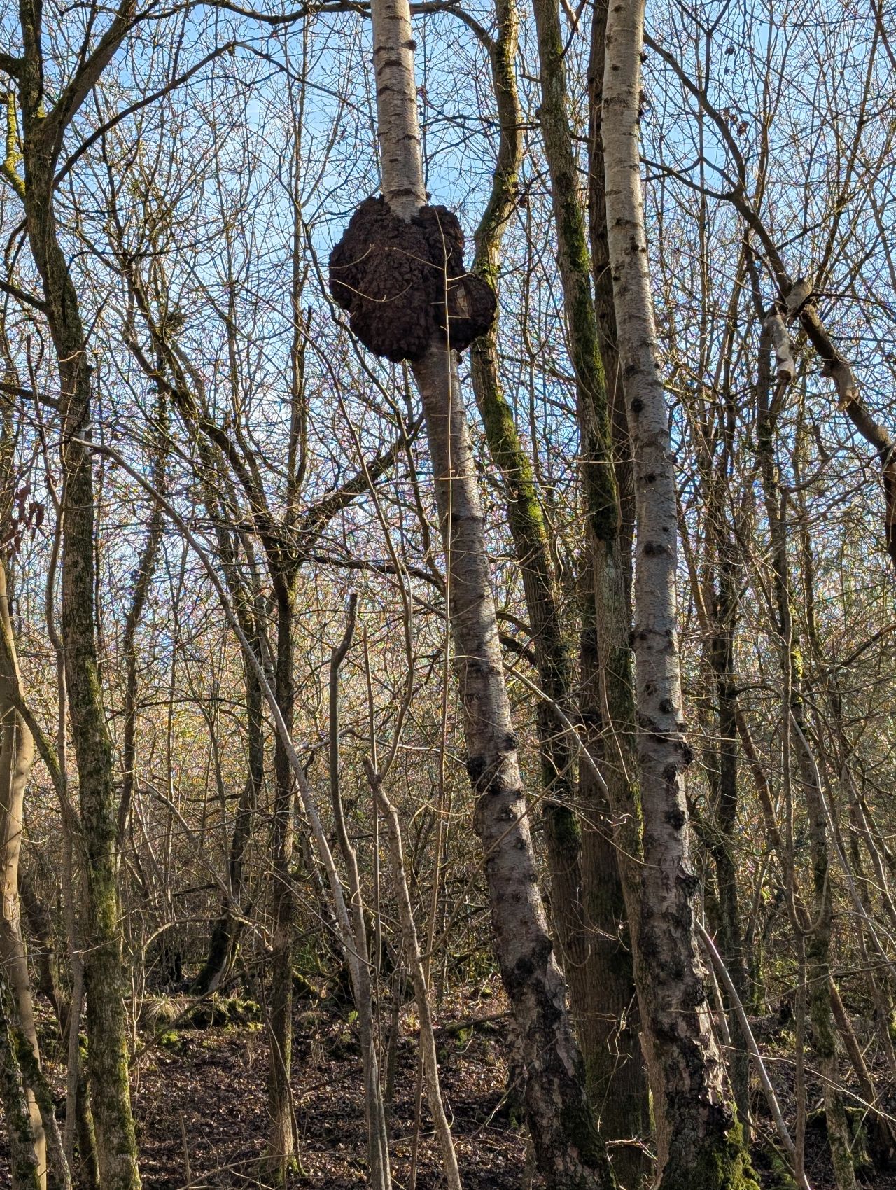 2026-03-02 39 Lavenham and Long Melford.jpg