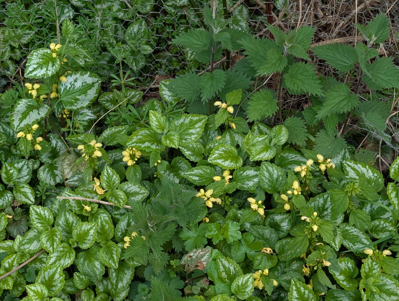 2026-04-16 15 Woods End and Surlingham.jpg