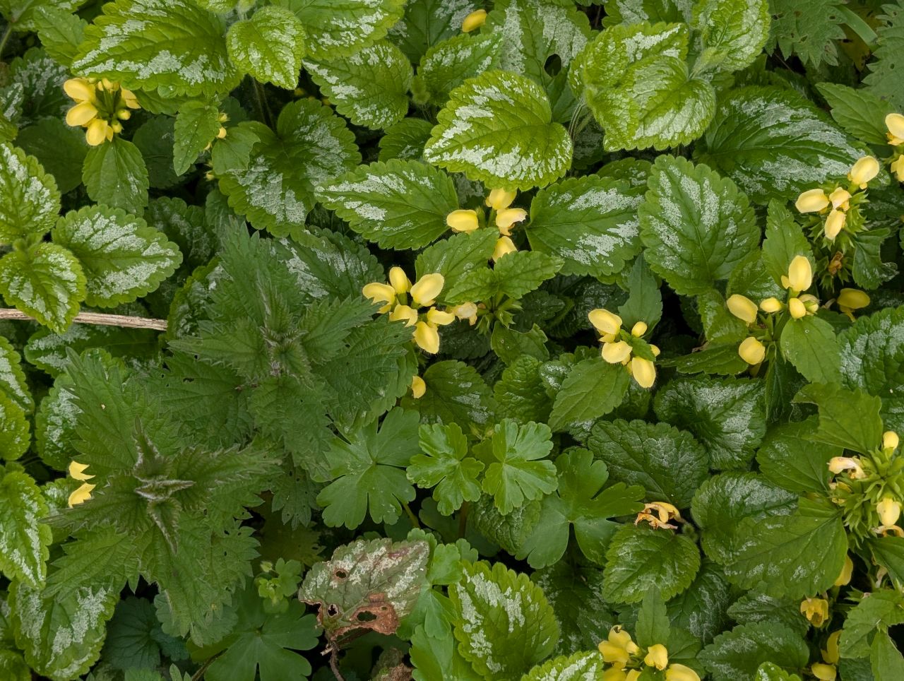 2026-04-16 16 Woods End and Surlingham.jpg