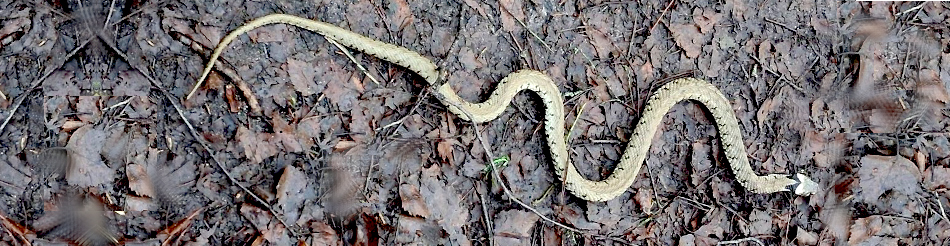 Grass Snake Natrix helvetica
